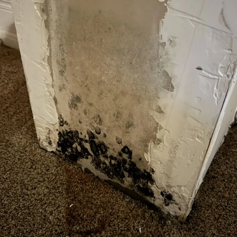 Professional Mold Removal in Ogallala, NE